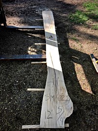 Ambrosia Maple